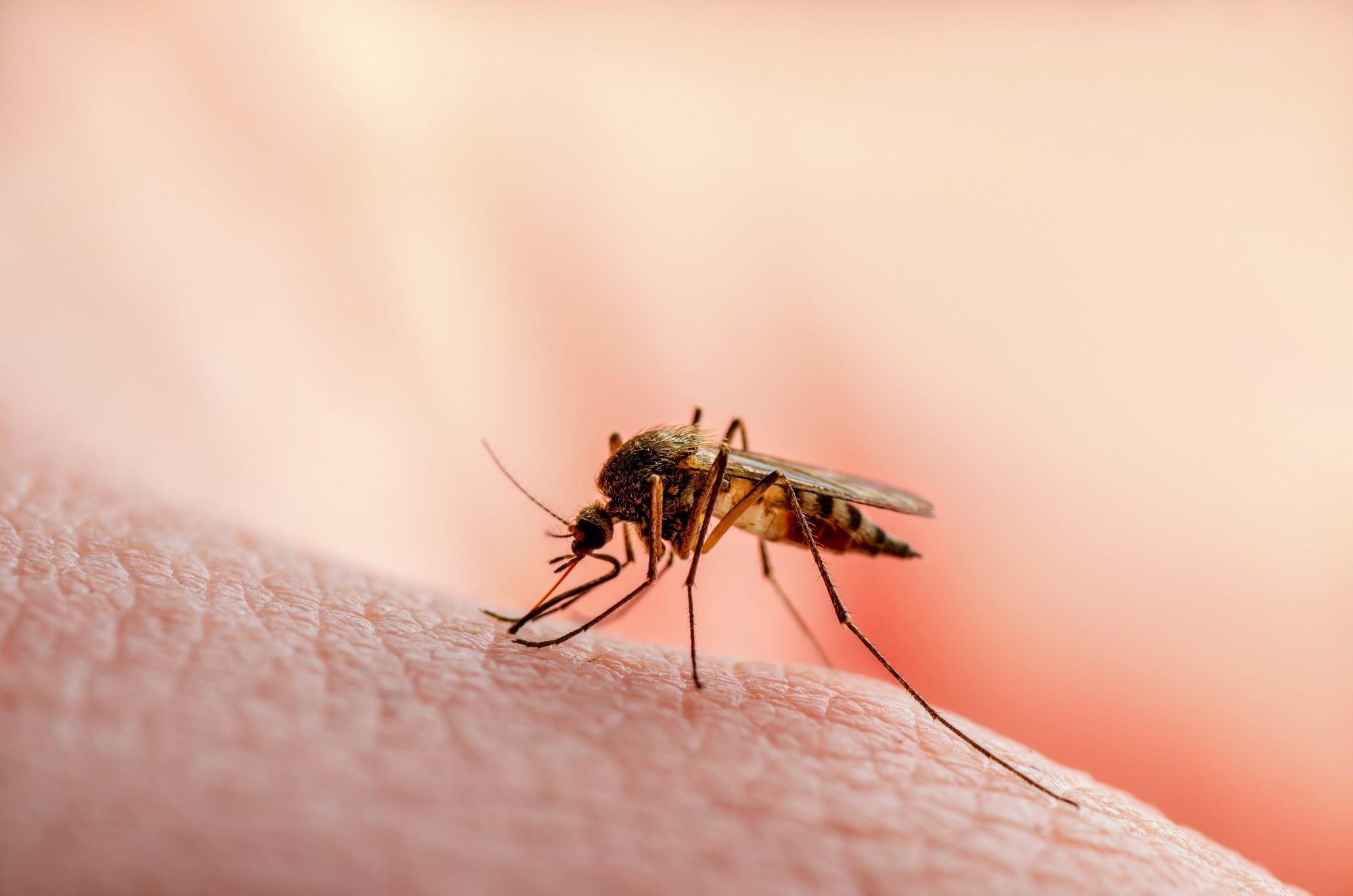 Study: A versatile microfluidic platform for malaria infection screening and Plasmodium species genotyping. Image Credit: nechaevkon/Shutterstock.com