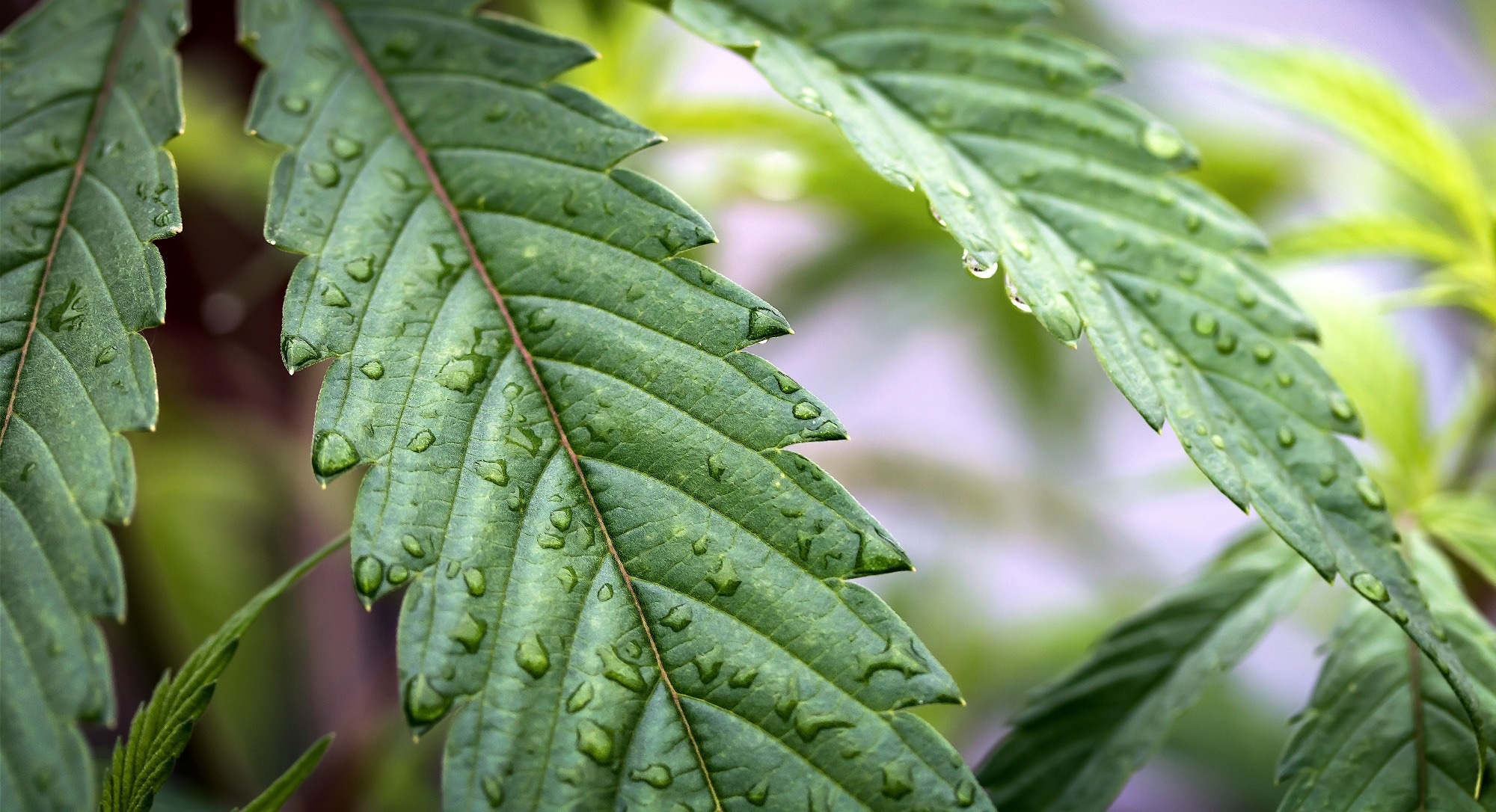 Study: Cannabis Sativa targets mediobasal hypothalamic neurons to stimulate appetite. Image Credit: TayHamPhotography / Shutterstock