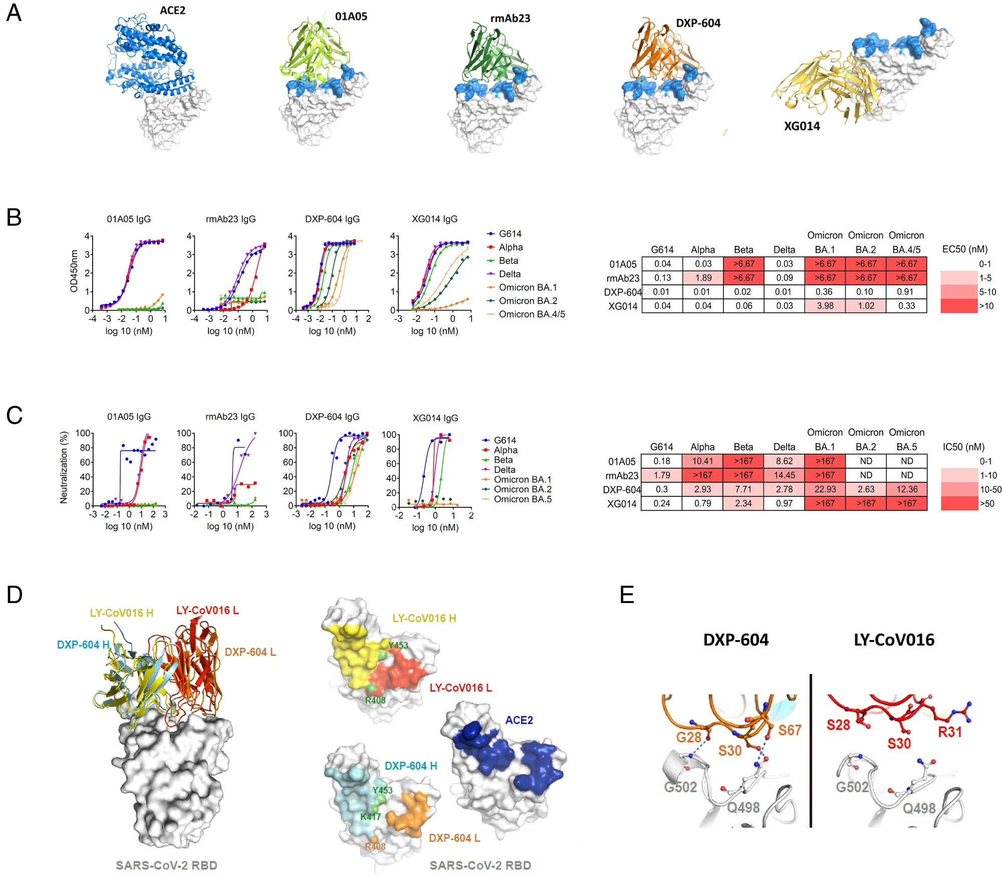 Characterization of neutralizing antibodies 01A05, rmAb23, DXP-604, and XG014. (A) In silico binding of ACE2 and IgG antibodies to RBD. The ACE2 receptor binding motif is indicated (blue). (B and C) Binding to RBD (B) and neutralization (C) of G614 and VOCs by IgG antibodies. The EC50 and IC50 and fold-change differences between IgG and IgA antibody forms are indicated. (D) Overlaid crystal structures of LY-CoV016 Fab (PDB ID: 7C01) and DXP-604 Fab 473 (PDB ID: 7CH4) in complex with SARS-CoV-2 RBD (Left picture) and the footprints of LY-CoV016, DXP-604, and ACE2 (PDB ID: 6M0J) on SARS-CoV-2 RBD. Atoms of the RBD within 5.0 Å of the antibodies or ACE2 are colored yellow (LY-CoV016 H), red (LY-CoV016 L), cyan (DXP-604 H), orange (DXP-604 L), or blue (ACE2) (Right picture). (E) Hydrogen bonds were formed between S30/S67 in the light chain of DXP-604 and RBD Q498, which is a key ACE2-binding site, and between the main chain groups of G28 and RBD G502.