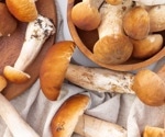 The anti-cancer potential of sRNAs isolated from different mushroom species