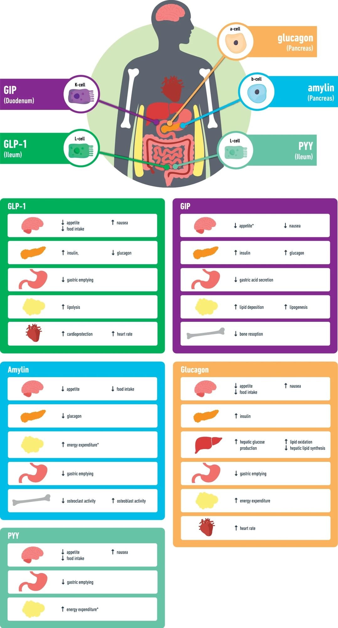GLP-1 glucagon like peptide-1, GIP glucose-dependent insulinotropic polypeptide, PYY peptide YY, *data mainly from animal studies.