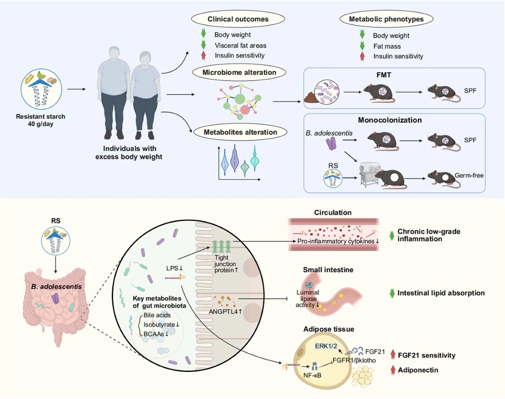 Resistant starch (RS, 40 g d-1) accompanied with isoenergetic and balanced diets led to an obvious reduction in body weight and improvement of insulin sensitivity, as well as alteration in metagenomics and metabolomics. Faecal microbiota transplantation (FMT) showed benefits of RS were associated with the reshaped gut microbiota composition. Monocolonization of mice with B. adolescentis, which was closely correlated with the benefits of RS in human protected mice from diet-induced obesity. Mechanistically, the RS-induced changes in the gut microbiota influenced metabolites of gut microbiome, reduced chronic low-grade inflammation by improving intestinal integrity, inhibited lipid absorption by modulating angiopoietin-like 4 (ANGPTL4), and improved the sensitivity of fibroblast growth factor 21 (FGF21) in adipose tissue. SPF, specific-pathogen-free; LPS, lipopolysaccharide; BCAAs, branched-chain amino acids; Erk1/2, extracellular signal-regulated kinase 1/2; FGFR1, fibroblast growth factor receptor 1. Created with BioRender.com.