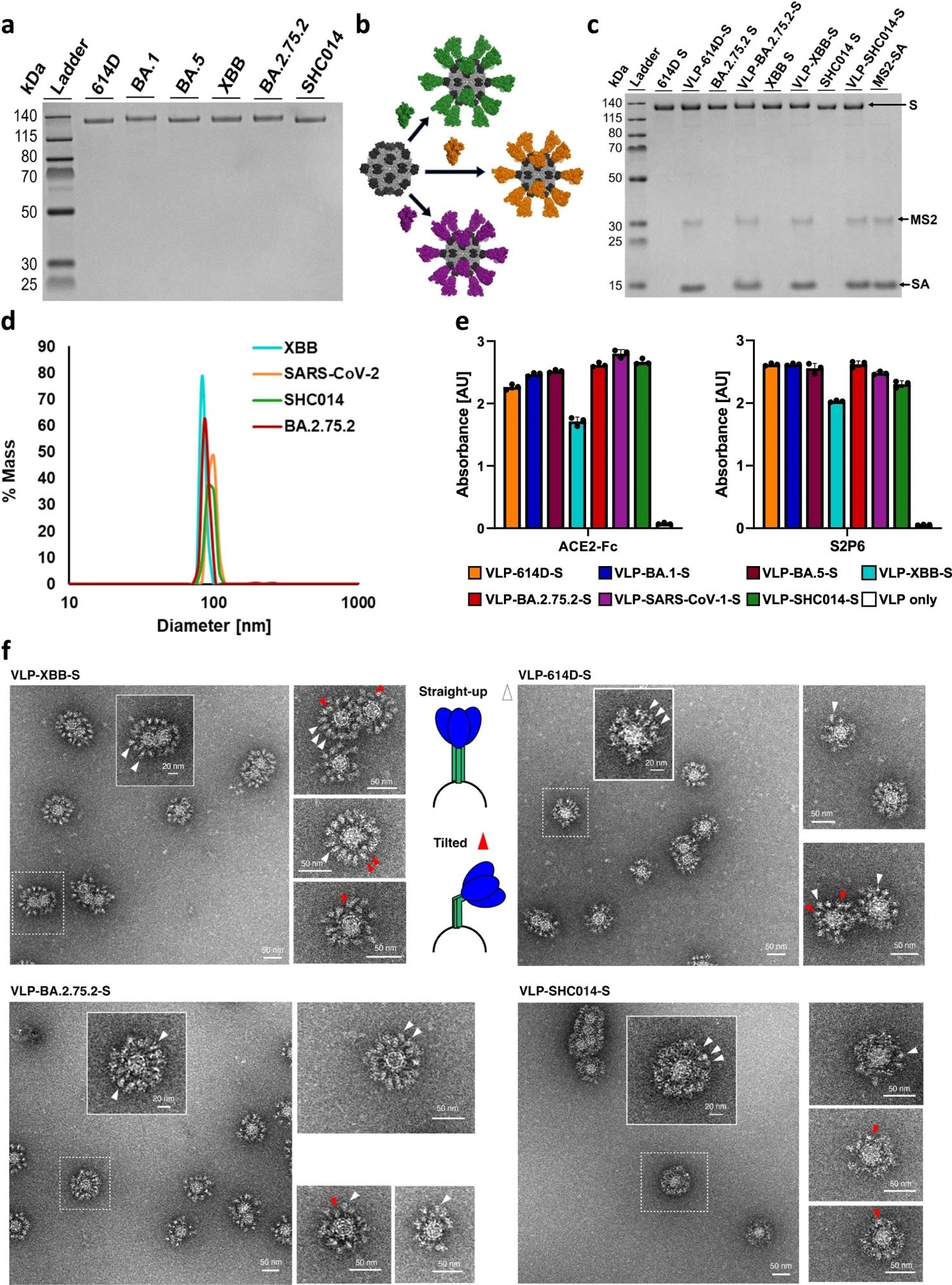 a SDS-PAGE characterization of biotinylated S proteins. The unprocessed gel is shown in Supplementary Fig. 3. This gel was run twice from the same preparation for each sample with similar results. b Schematic of the attachment of various biotinylated S proteins to MS2-SA. (MS2: light gray, PDB 2MS2; SA: dark gray, PDB 3RY2; S: green/orange/purple, PDB 6VSB) (c) SDS-PAGE gel of S and VLP-S for 614D, BA.2.75.2, XBB, and SHC014. Each VLP-S has been boiled to disrupt the streptavidin-biotin conjugation. The unprocessed gel is shown in Supplementary Fig. 3. This gel was run twice from the same preparation for each sample with similar results. d Characterization of VLP-614D-S (orange), VLP-SHC014-S (green), VLP-BA.2.75.2-S (red), and VLP-XBB-S (cyan) by dynamic light scattering. e Characterization of the binding of ACE2-Fc and S2P6 antibody to all VLP-S. (mean ± SD, n = 3: one independent assay with three technical replicates). Bar color identifies each VLP-S sample (VLP-614D-S: orange; VLP-BA.1-S: dark blue; VLP-BA.5-S: brown; VLP-XBB-S: cyan; VLP-BA.2.75.2: red; VLP-SARS-CoV-1-S: purple; VLP-SHC014-S: green; VLP only: white). f Characterization of VLP-XBB-S, VLP-614D-S, VLP-BA.2.75.2-S, and VLP-SHC014-S by negative stain transmission electron microscopy. Arrowheads ▲ indicate S proteins on the VLP surface, with white arrowheads indicating straight-up spike proteins and red arrowheads indicating tilted spike proteins. At least 70 images were collected and analyzed from one VLP-S preparation for each sample with similar results.