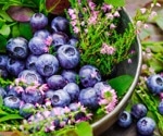 Do flavonoids enhance cognitive function?