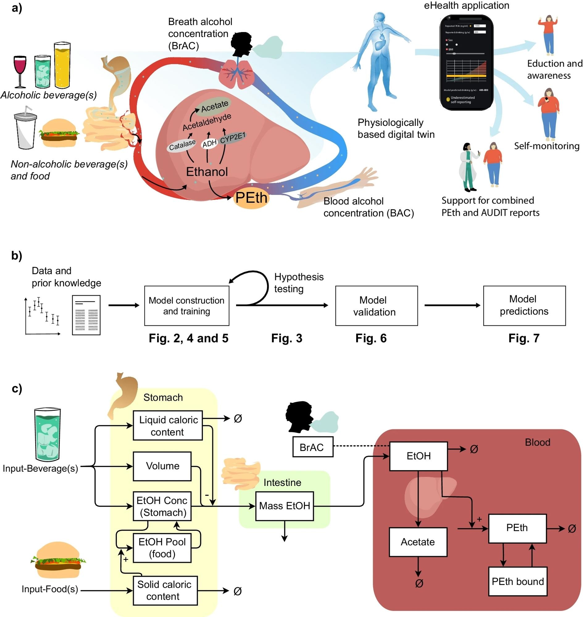 a Short overview of the physiological process that the model describes. Ethanol enters the body via the stomach, where already a small amount can enter plasma. Via the stomach emptying, the ethanol enters the intestine. Here, most of the ethanol is taken up via absorption. Most of the ethanol is metabolized in the liver, and a small amount is excreted via renal pathways. In the liver, ethanol is converted into acetaldehyde via three oxidative pathways governed by the enzymes: Alcohol dehydrogenases (ADH), catalase, and cytochrome P450 2E1 (CYP2E1). Acetaldehyde is further converted into acetate and then acetyl-COA. There also exist non-oxidative pathways, responsible for a miniscule amount of ethanol breakdown, e.g., into phosphatidylethanol (PEth). Following, the blood alcohol concentration (BAC), or the breath alcohol concentration (BrAC), is measured. These physiological processes can be described using a mathematical model, a physiologically-based digital twin. The digital twin can be used for several use cases, such as for education and awareness, in self-reporting and monitoring of alcohol consumption, and as a tool to support the combination of AUDIT and PEth reports. b Schematic over the modeling approach. c Schematic showing the model structure.