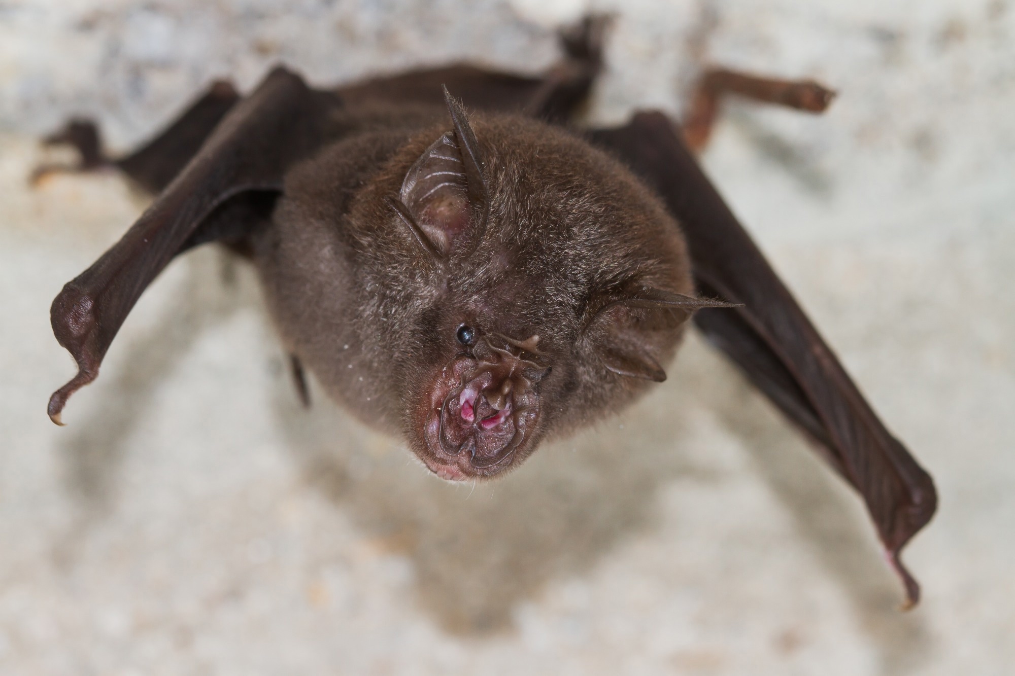 Study: Novel betaherpesviruses and gammaherpesviruses in bats from central China. Image Credit: Binturong-tonoscarpe / Shutterstock