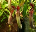 Unveiling nature’s hunters: Dr. Skylar Johnson's research on carnivorous pitcher plants with Absorbance 96 & One in Borneo's rainforests