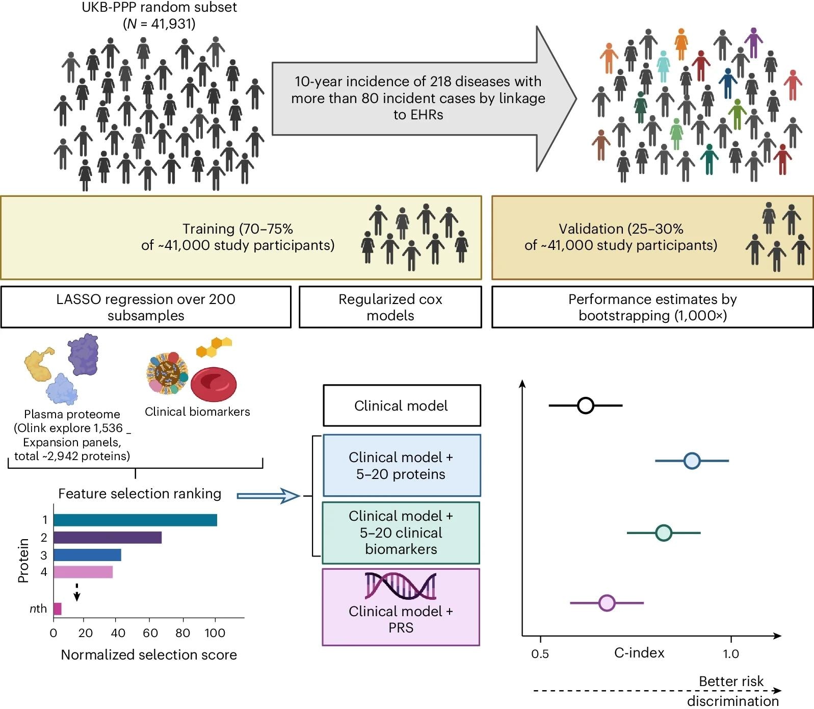 This cohort study is based on a random subset of UKB-PPP individuals (N = 41,931). The cohort was divided into training (including feature selection and optimization steps) and validation sets to develop sparse protein-based predictors (including 5–20 proteins from the Olink Explore 1536 and Explore Expansion panels) for 218 diseases defined using data from the UKB health-questionnaire, primary care, hospital episode statistics and cancer and death registries. Performance of models using protein signatures was compared with models using basic clinical information alone or using basic clinical information combined with clinical assay data or genome-wide PGS. Created with BioRender.com.