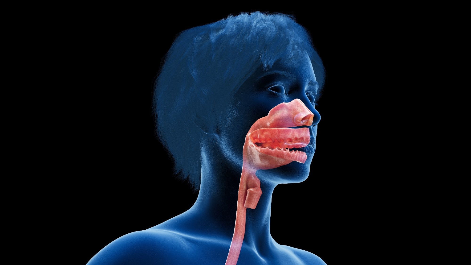 Study: Immunological memory diversity in the human upper airway. Image Credit: Sebastian Kaulitzki / Shutterstock