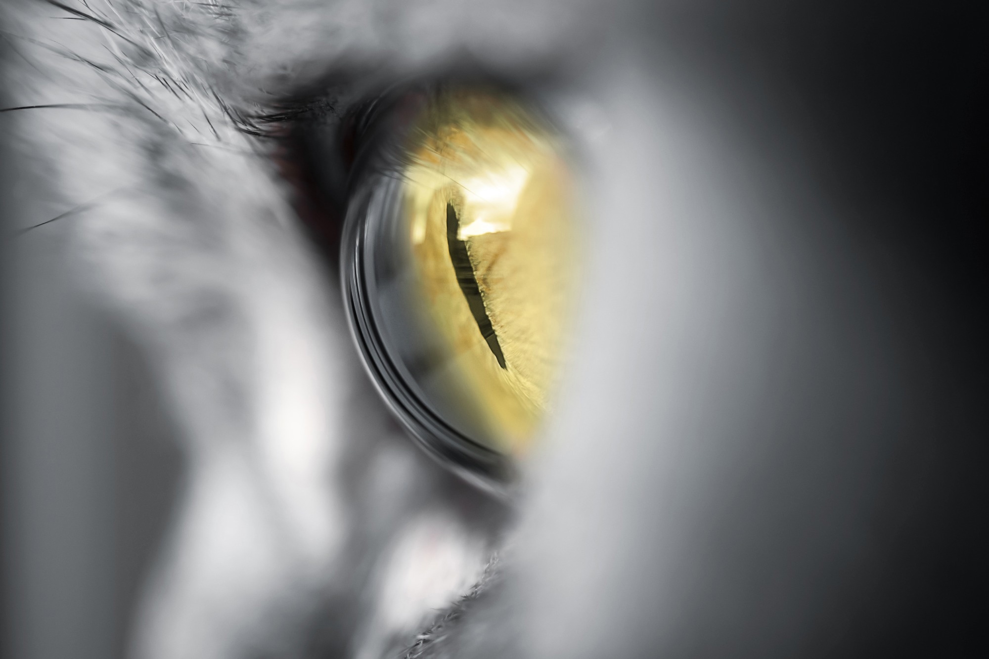 Research: Feline eye–inspired artificial vision for enhanced camouflage breaking under diverse light conditions. Image Credit: kholywood / Shutterstock