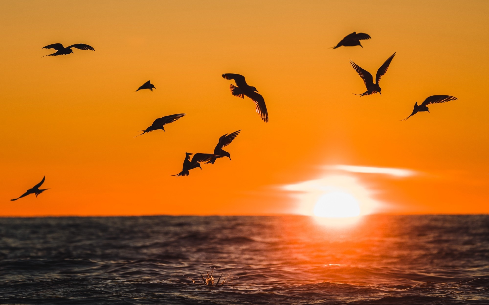 Review: The global H5N1 influenza panzootic in mammals. Image Credit: Rui Duarte / Shutterstock