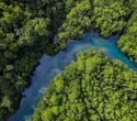 Genomic conservation in Thailand's mangroves