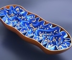 Mitochondria’s division of labor sheds light on how cancer cells survive harsh conditions