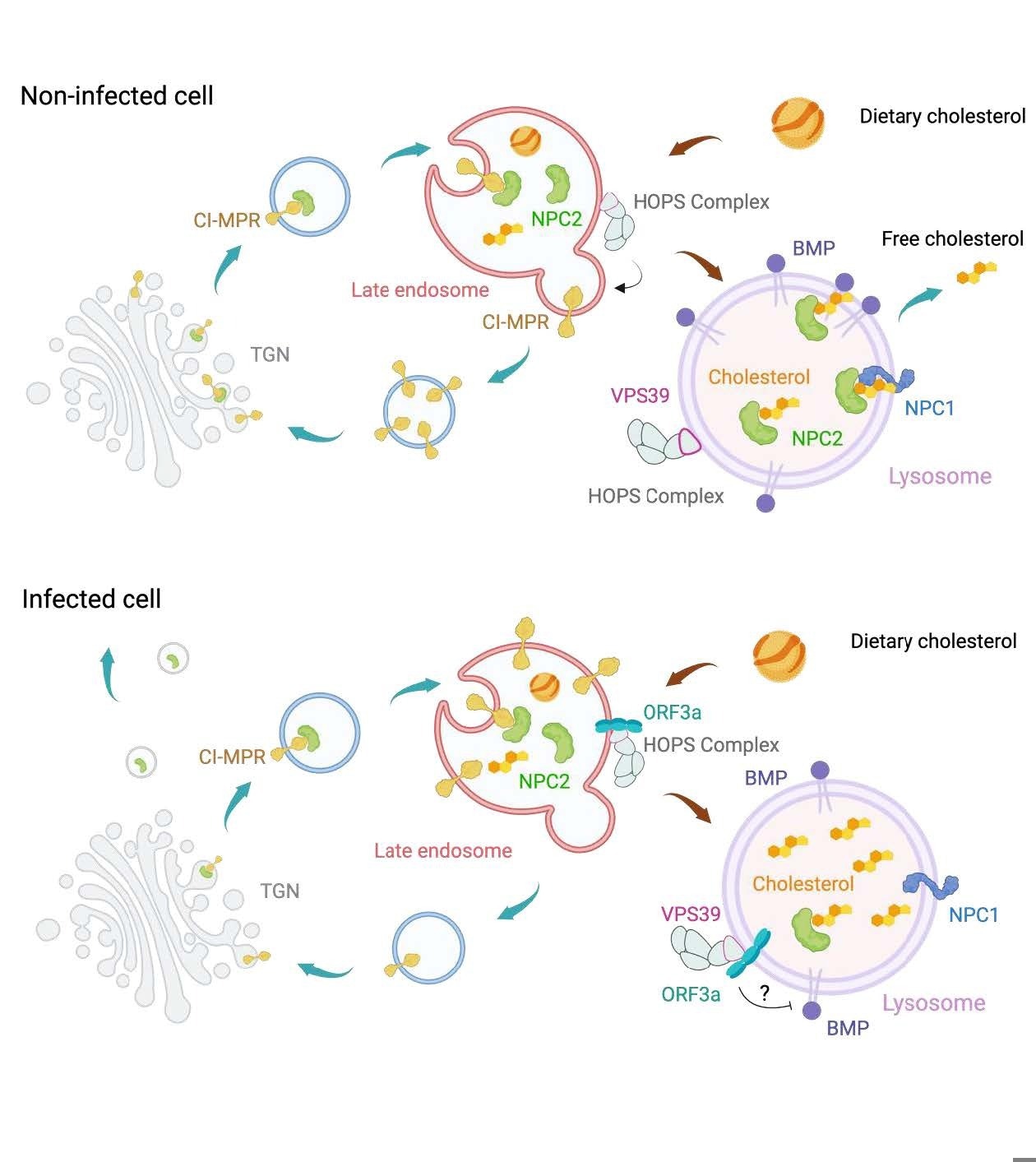 Scheme of the pathways participating in lysosomal cholesterol egress. In healthy cells, lysosomes process endocytosed low-density lipoproteins (LDLs) to release free cholesterol, which is exported via the cholesterol transporters Niemann-Pick C 2 (NPC2) and NPC1. NPC2 also binds with the phospholipid bis(monoacylglycero)phosphate (BMP) to export cholesterol independently of NPC1. Newly synthesized NPC2 associates with the sorting receptor mannose-6-phosphate receptors, such as CI-MPR, in the trans-Golgi network (TGN) and is delivered to late endosomes. Here, CI-MPR is retrieved and recycled back to the TGN with help from the HOPS complex. In SARS-CoV-2-infected cells, ORF3a interacts with the HOPS subunit VPS39, disrupting CI-MPR recycling. This leads to NPC2 trafficking defects, i.e., mislocalization and increased secretion. Additionally, the ORF3a-VPS39 interaction reduces BMP levels by an undefined mechanism, together resulting in cholesterol sequestration within lysosomes.