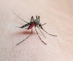 Chikungunya's health and economic impact likely underestimated