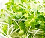 Broccoli sprouts may help prediabetes, but only with the right gut bacteria