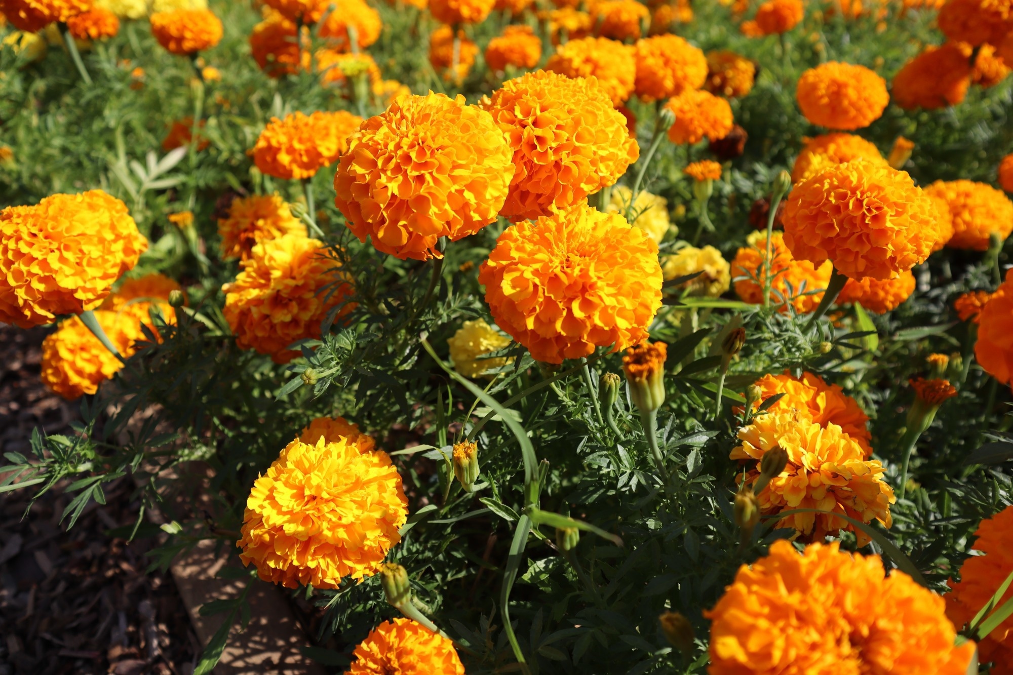 Marigold flowers or tagetes marigolds or ganda.
