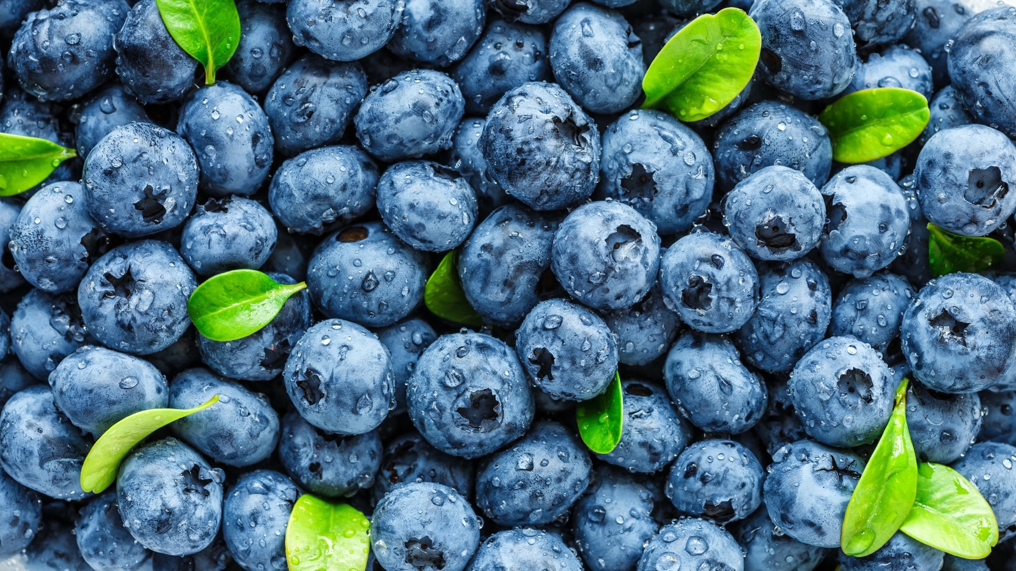 Study: Bioavailability and pharmacokinetics of (poly)phenols following consumption of selected blueberries and a blueberry-rich protein bar by adult males and females: a randomized, crossover, controlled trial. Image Credit: Bukhta Yurii / Shutterstock