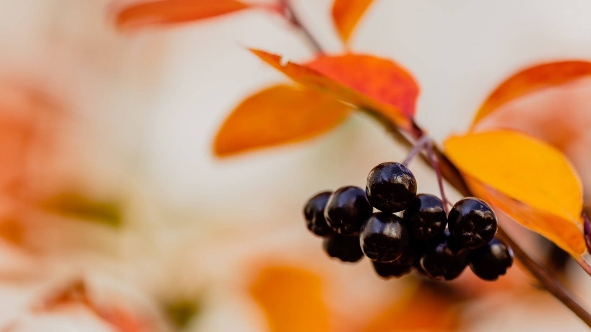 Study: Effects of two weeks of daily consumption of (poly)phenol-rich red berry fruit juice, with and without high-intensity physical training, on health outcomes in individuals with pre-diabetes mellitus. Image Credit: Flower_Garden / Shutterstock