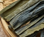 Eating kombu daily enhances gut health and heart markers in men
