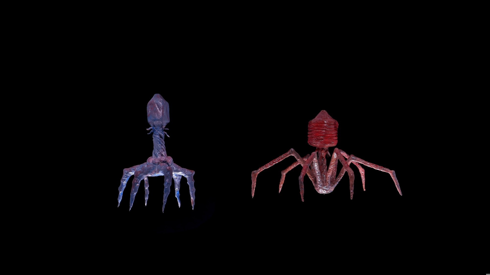 Model of bacteriophages. These are viruses that multiply inside bacteria and cause their death