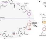 How a novel reaction in E. coli helps recycle plastic into paracetamol