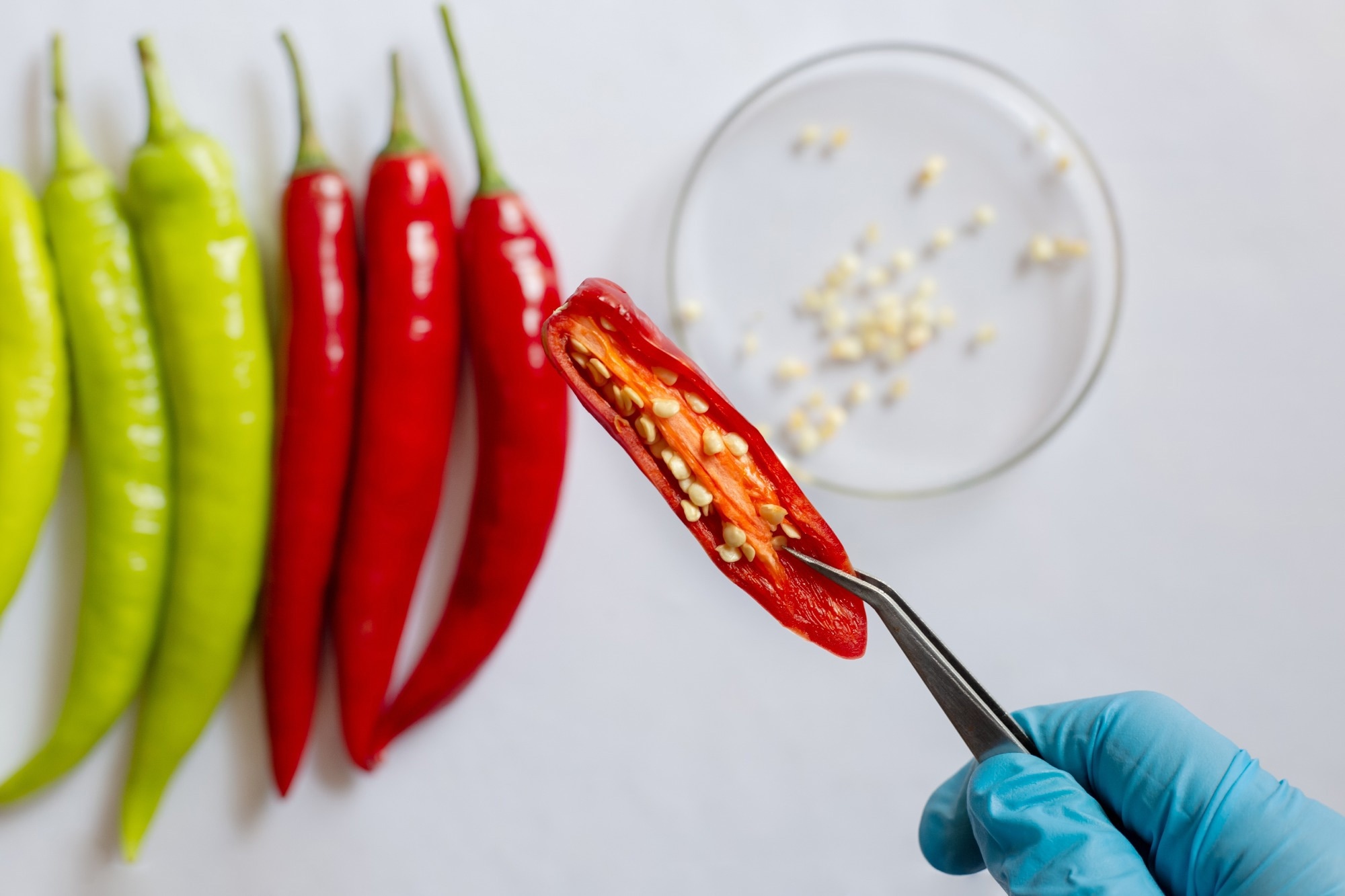 Review: Capsaicin as a Microbiome Modulator: Metabolic Interactions and Implications for Host Health. Image Credit: S. Singha / Shutterstock