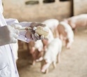 Ionophore use in farming drives global spread of antibiotic resistance genes, study finds