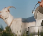 Goat milk boosts muscle health better than cow’s milk in animal study
