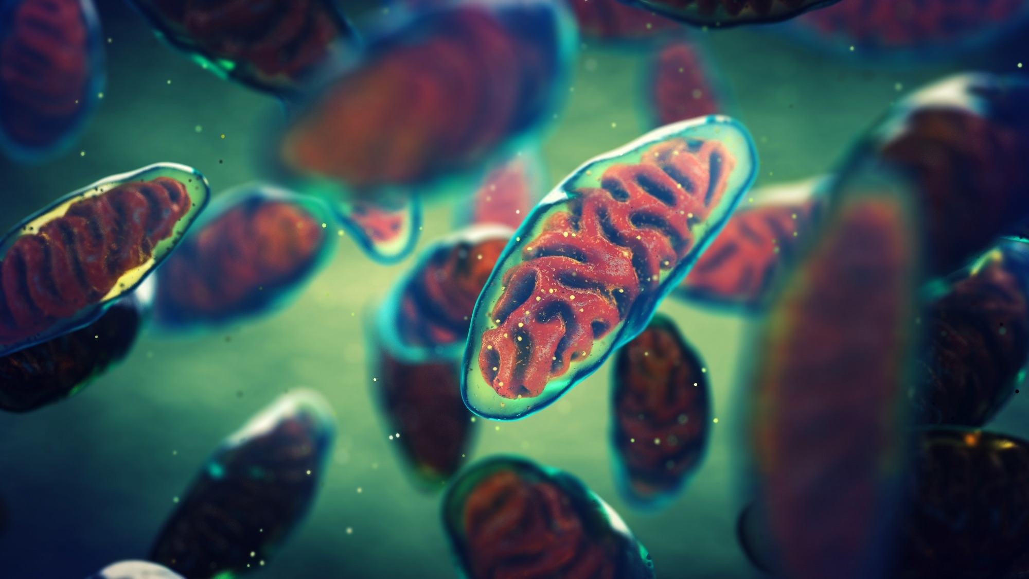 Study: Harnessing tissue-derived mitochondria-rich extracellular vesicles (Ti-mitoEVs) to boost mitochondrial biogenesis for regenerative medicine. Image Credit: nobeastsofierce / Shutterstock