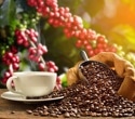 Roasted Arabica coffee hides powerful antidiabetic molecules