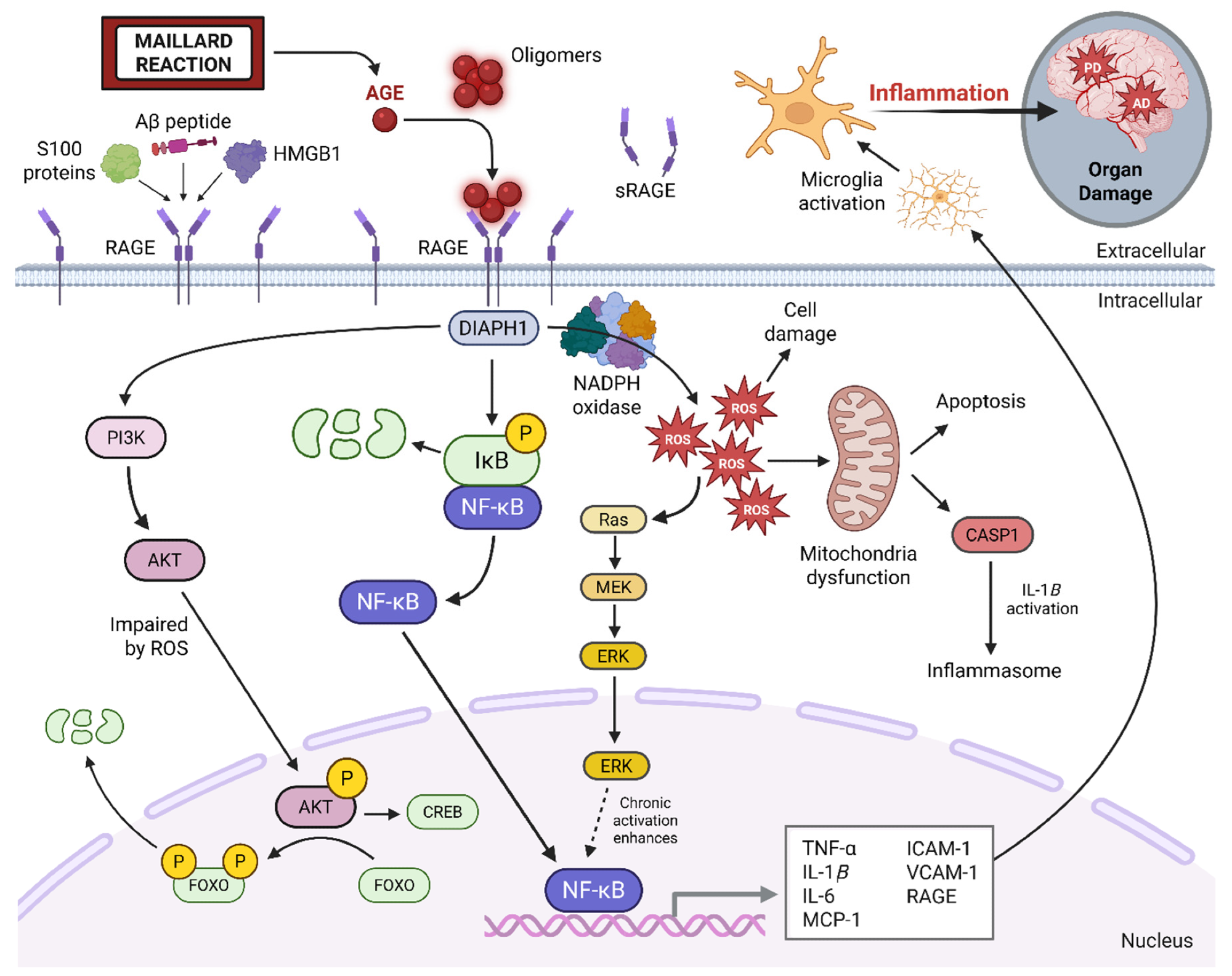 AGE–RAGE signaling axis. The AGE–RAGE signaling pathway is triggered when advanced glycation end products (AGEs) and other ligands (e.g., Aβ, S100, HMGB1) bind to the RAGE receptor. This interaction activates intracellular signaling through DIAPH1, leading to NF-κB activation and increased expression of pro-inflammatory genes. The pathway also increases reactive oxygen species (ROS) production, causing mitochondrial dysfunction and promoting further AGE formation. This creates a damaging feedback loop that impairs cell function and promotes chronic inflammation. Soluble RAGE (sRAGE) serves as a natural decoy, reducing pathway activation. Image was created using BioRender.