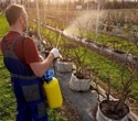Organophosphate pesticide exposure linked to reduced sperm quality in healthy men