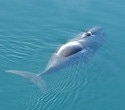 Bowhead whale’s secret to long life revealed: precision DNA repair may hold clues for human aging