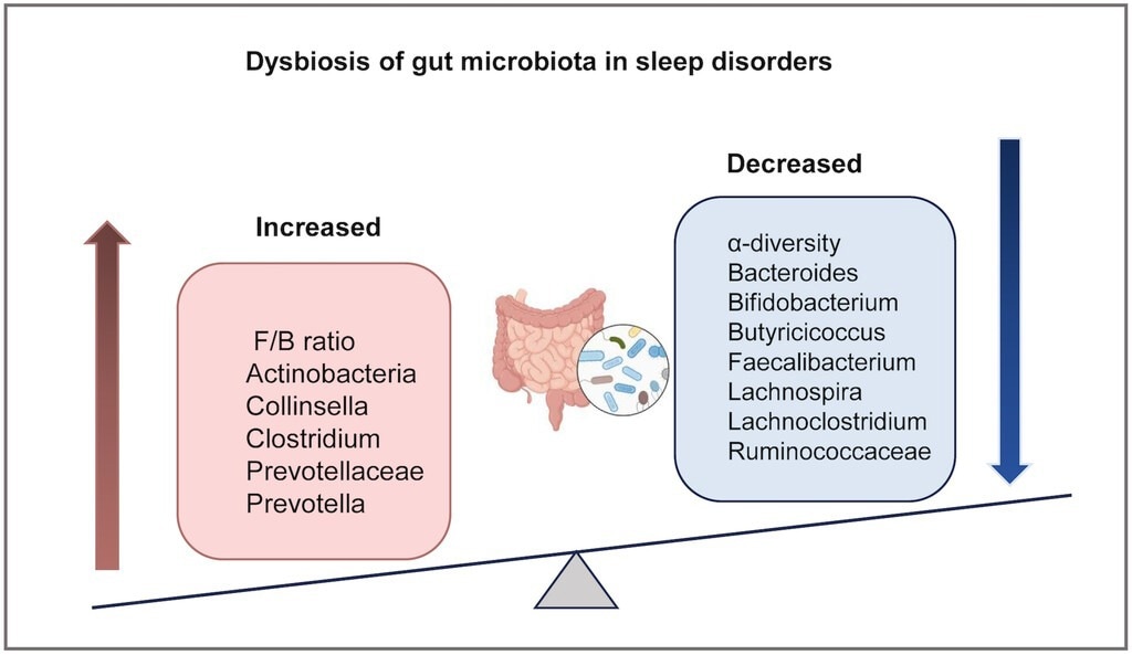 Convergent alterations in gut microbiota across multiple sleep disorders. This schematic summarizes the direction of changes in key bacterial taxa that have been consistently reported in at least two major sleep disorders. F/B: the ratio of Firmicutes/Bacteroidetes.