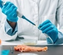 New rapid PCR method detects Salmonella in food within hours