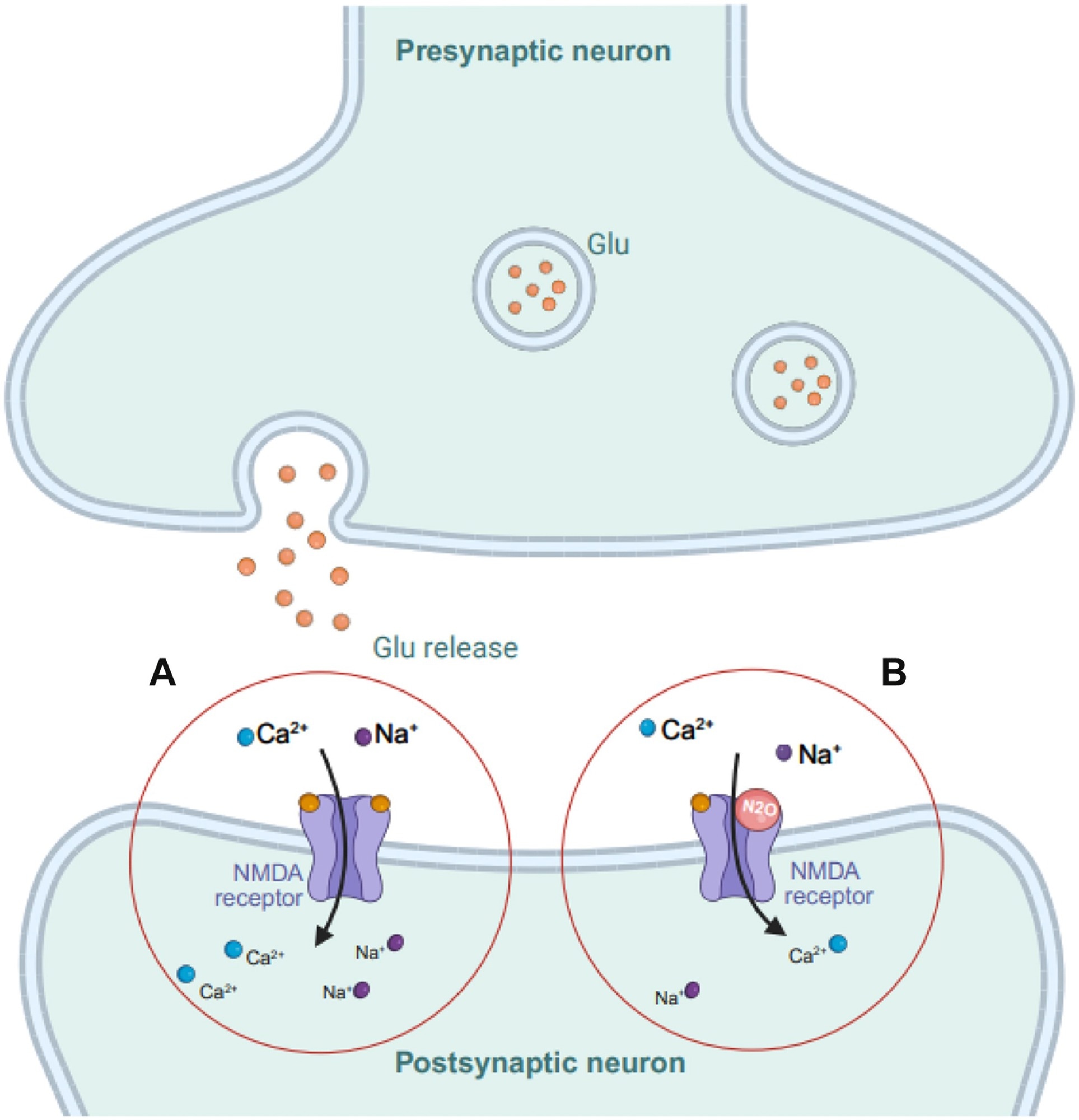 Mechanism of action of nitrous oxide (N2O) in modulating NMDA receptor activity. In the normal state (A), glutamate (glu) binds to NMDA receptors on the postsynaptic neuron, causing calcium (Ca2+) and sodium (Na+) ion influx, triggering excitatory signalling. In B) N2O partially blocks NMDA receptors, inhibiting glutamate binding and preventing Na+ and Ca2+ influx, thereby reducing excitatory signalling. This modulation of ions affects the excitatory and inhibitory balance in the central nervous system and is implicated in depression. Figure created with BioRender. Gill, K. (2025) https://BioRender.com/a87q343.