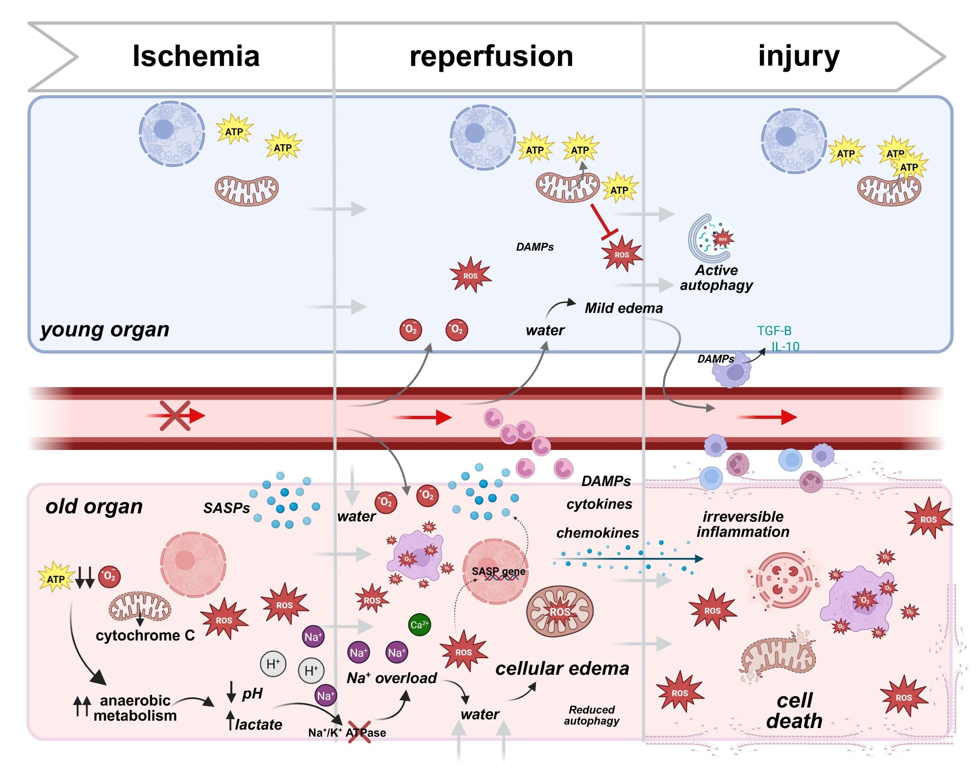 Cellular responses to ischemic reperfusion injury in young vs older donor organs. During ischemia, the deprivation of oxygen and nutrients leads to mitochondrial dysfunction and energy loss. In young cells, mitochondrial resilience helps sustain ATP production, ameliorating damage. Old cells, in contrast, experience significant ATP depletion, relying heavily on anaerobic metabolism, which leads to lactate buildup, pH reduction, and cellular stress. Upon reperfusion, the restoration of blood flow triggers oxidative stress as mitochondria generate excessive reactive oxygen species (ROS). Young cells compensate for those events through robust antioxidant systems, maintaining cellular integrity. Conversely, in old cells, impaired antioxidant defenses result in unregulated ROS production, furthermore damaging membranes, organelles, and DNA. Additionally, old cells release pro-inflammatory genes, amplifying local inflammation. Consequences are particularly severe in aged vascular endothelial cells, with ion pump dysfunction (e.g., Na⁺/K⁺ ATPase) causing ionic imbalances and cellular edema. This disruption exacerbates ischemic injury, progressing to irreversible damage. In contrast, young cells effectively resolve edema and inflammation through mechanisms that include macrophage945 mediated clearance of Damage-Associated Molecular Patterns (DAMPs) and anti-inflammatory cytokine release (e.g., IL-10 and TGF-β), allowing recovery and tissue repair. In old cells, persistent ROS generation, unresolved inflammation, and DAMP accumulation lead to irreversible inflammation, organelle collapse, and eventual cell death. Created in BioRender. Kayumov, M. (2025) https://BioRender.com/m23u7ro .