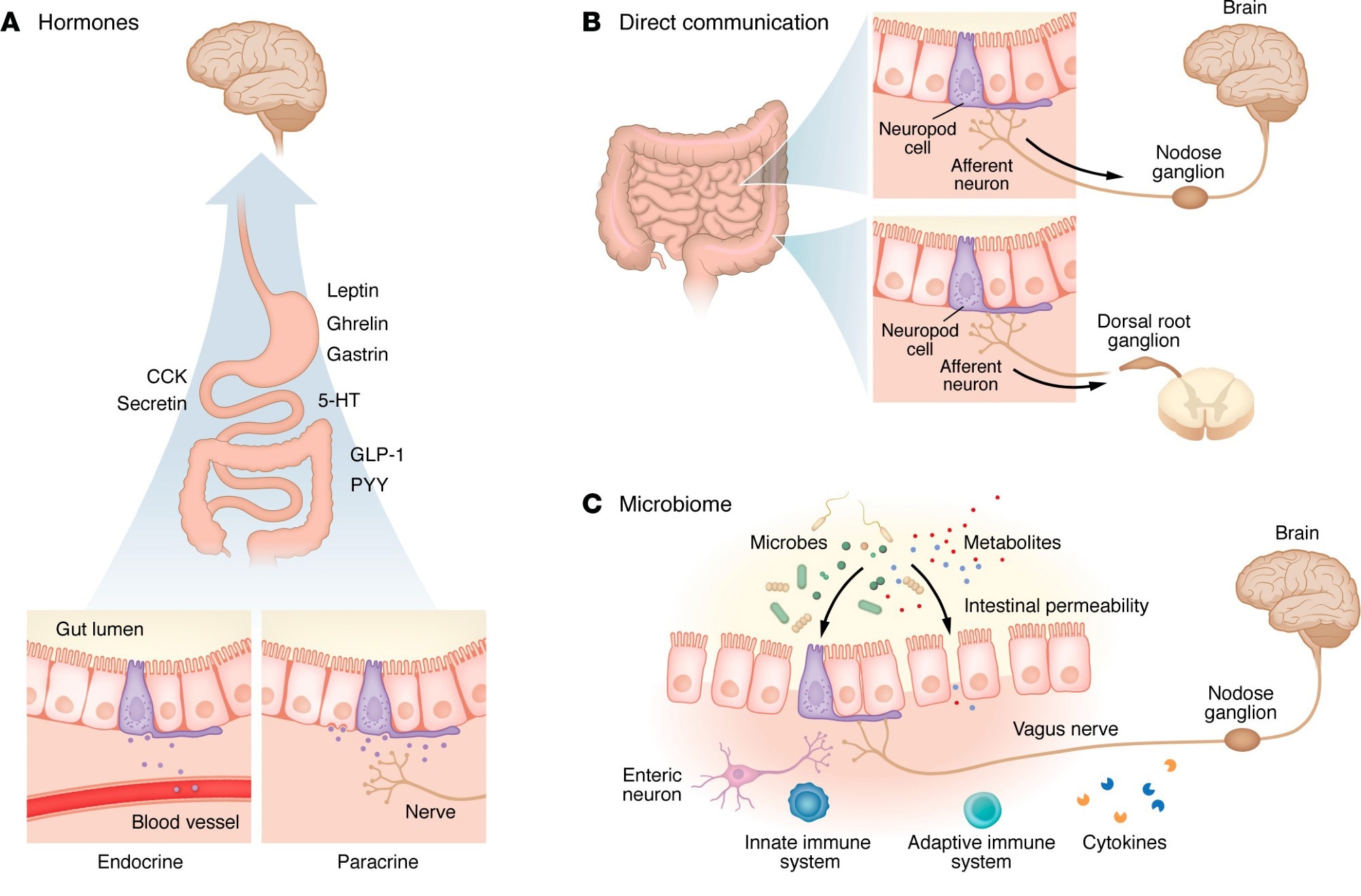 Mechanisms of signaling between the gut and the brain. Information can be transmitted from the gut lumen to the brain in a variety of ways, but recent research has highlighted four distinct categories of signaling. (A) In hormonal signaling, hormones from the gut epithelium are either released into the bloodstream (endocrine) or locally (paracrine), where they act via receptors to exert an effect. Hormones act on receptors in the ENS and CNS (particularly the hypothalamus) to receive these signals. 5-HT, 5-hydroxytryptamine (serotonin). (B) In neuropod-mediated signaling, EECs form close connections that rapidly transmit information from the gut lumen to the CNS. In more proximal regions of the gut (i.e., stomach, small intestine), signals are typically transmitted via the vagus nerve and convey nutritive information. Neuropod signaling in more distal regions (i.e., colon) conveys information related to visceral pain and stretch, which are received by the brain via the dorsal root ganglia. (C) Gut microbiota produce local effects in the gut lumen that affect epithelial permeability and allow transmission of the microbiota or associated metabolites into the bloodstream. Some of these changes induce an inflammatory response. Alternatively, microbes or metabolites (such as short-chain fatty acids) act locally on receptors to modify cell function. (D) The gastrointestinal immune system surveils the gut lumen with resident T cells and neutrophils that are activated by microbes and their metabolites and convey signals to the brain. Responses can be modified via inflammation within the gastrointestinal tract, leading to increased permeability and allowing further immune interactions. Concurrently, top-down mechanisms have been described, including glucocorticoid-dependent activation of ENS microglia leading to inflammation within the gut epithelium.