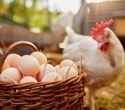 Turning everyday eggs into powerful nutrient delivery systems