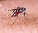 Zika virus manipulates human skin to attract mosquitoes and boost transmission