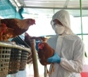 AI reveals how H5N1 virus is evolving to evade human immunity