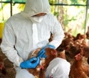 AI reveals how H5N1 virus is evolving to evade human immunity