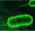 A high-protein diet shows strong anti-cholera effects