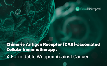 CAR-T immunotherapy as a powerful weapon against cancer